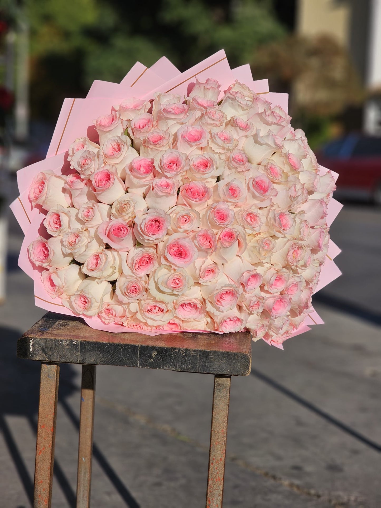 100 of Baby pink roses Buchon image 5