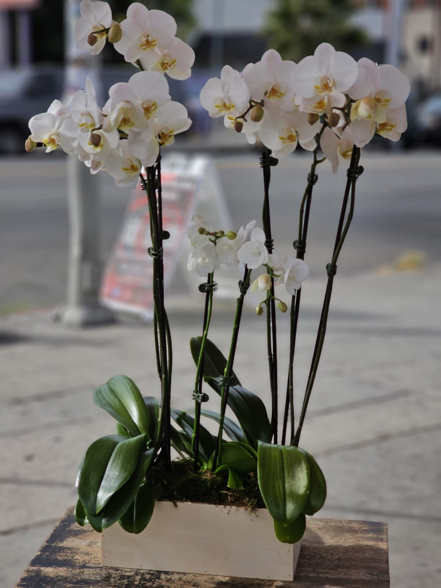 3 set Of White Orchid in a Wood Vase image 2
