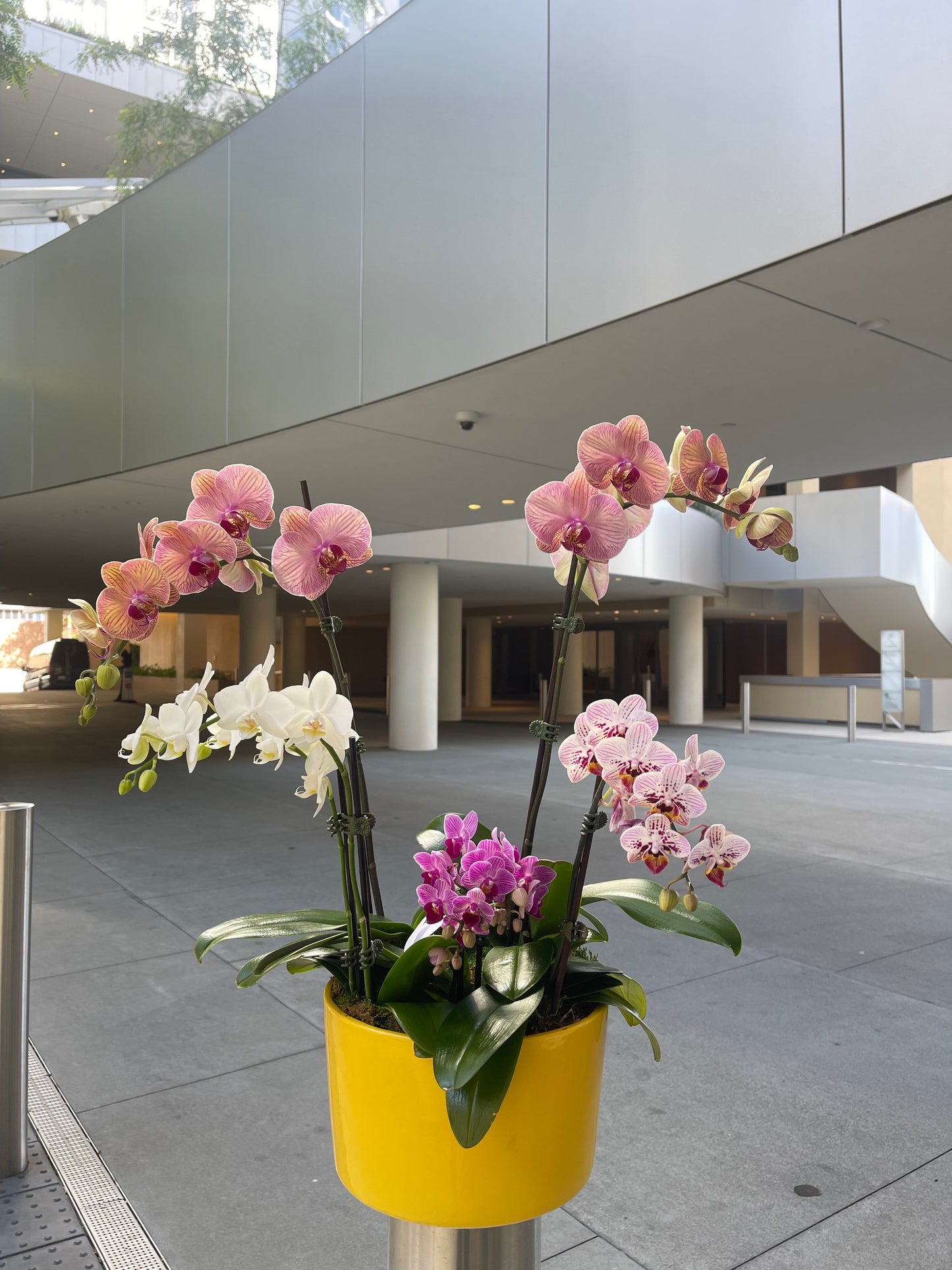 Combo of 5 Orchids Autumn Love image 0