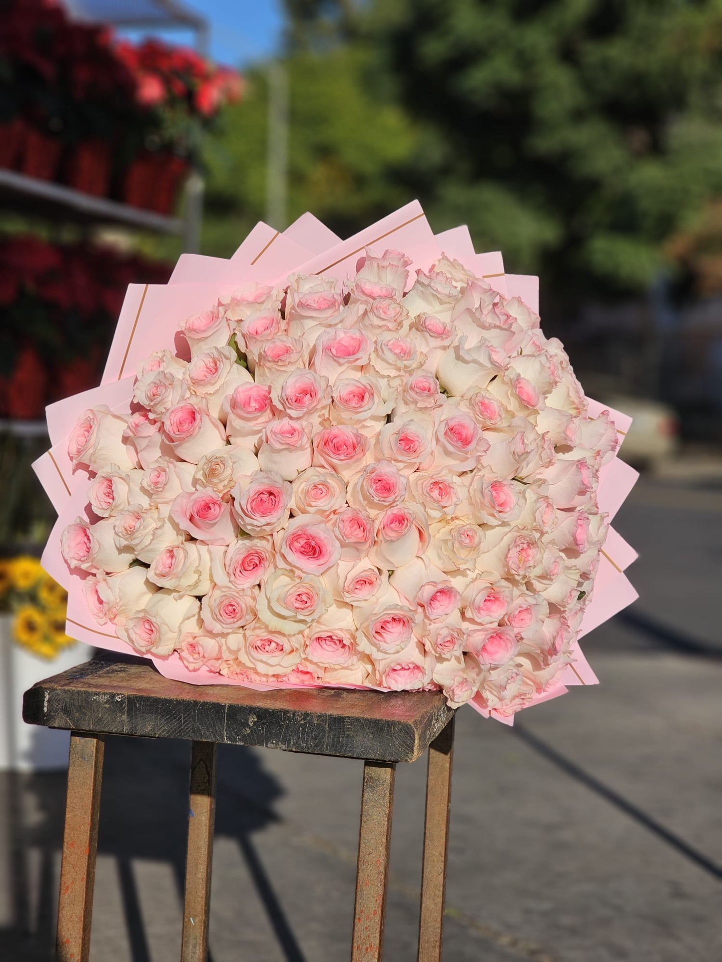 100 of Baby pink roses Buchon image 4