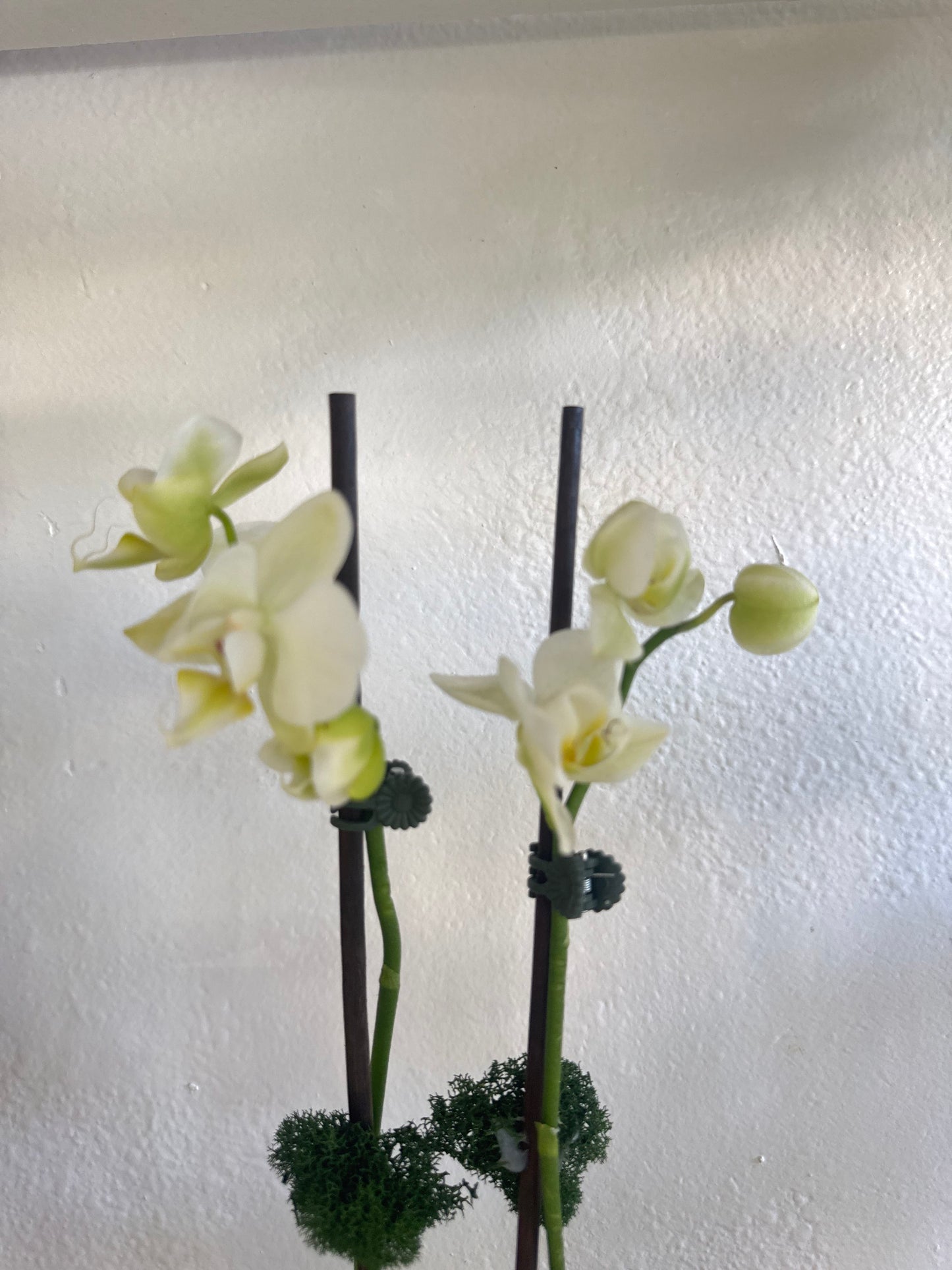 2 Stem Beautiful mini Orchids image 0