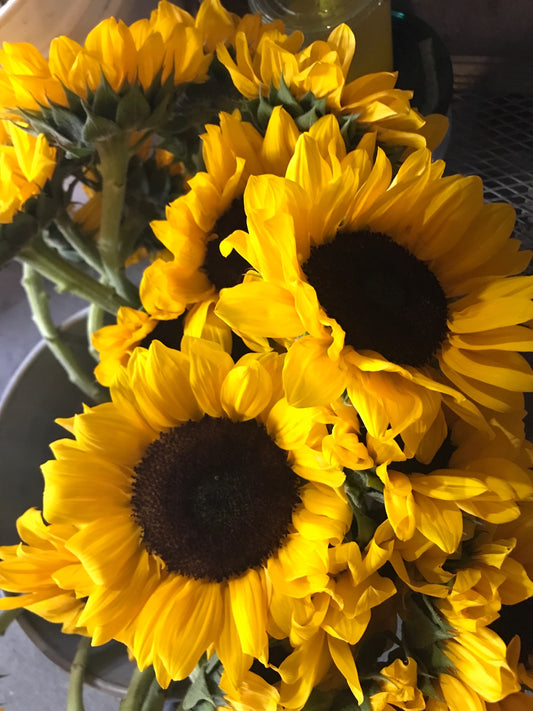 50 Premium Sunflowers Wrapped in black paper image 1