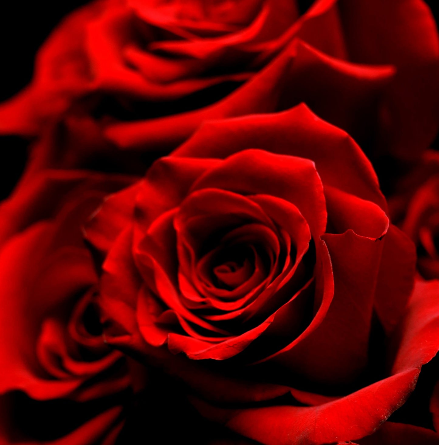 7 vases with roses Red Premium Roses in Glass vase image 0