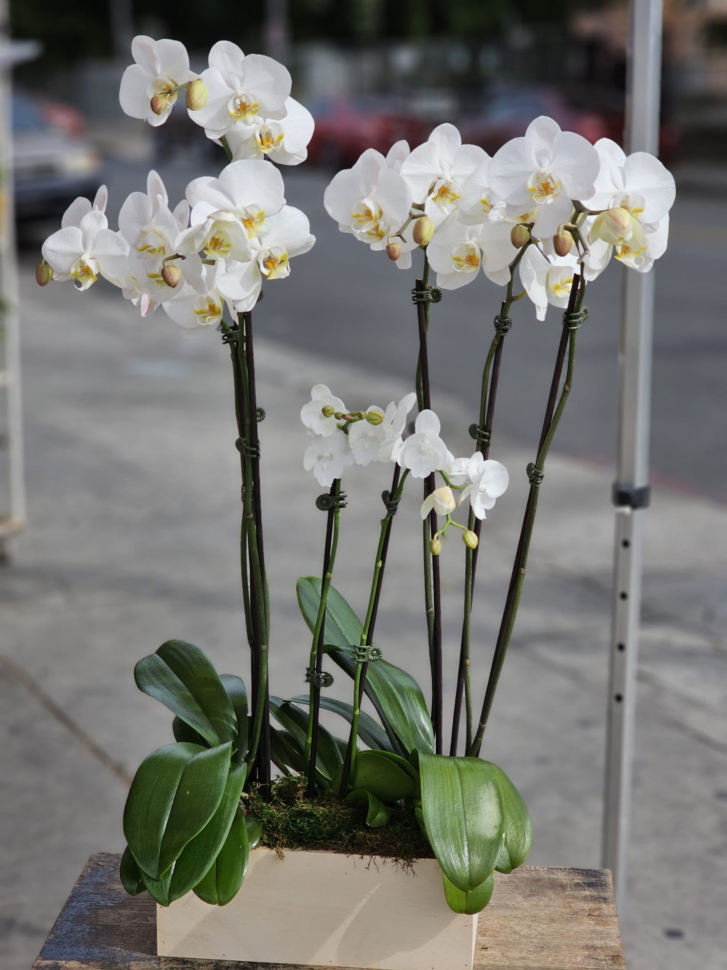 3 set Of White Orchid in a Wood Vase image 0
