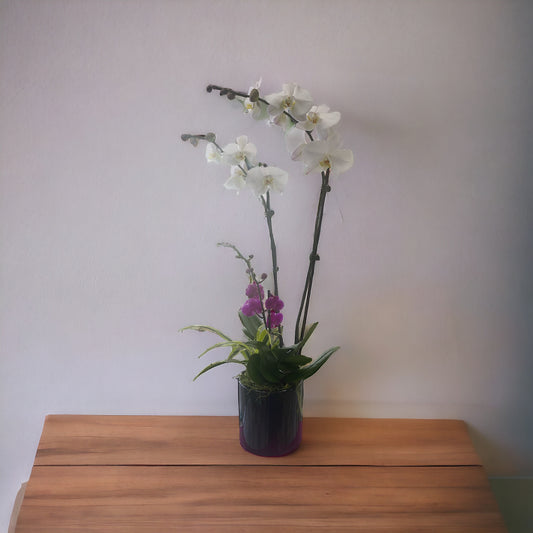 Beautiful Set of Orchids and a Small plant image 2