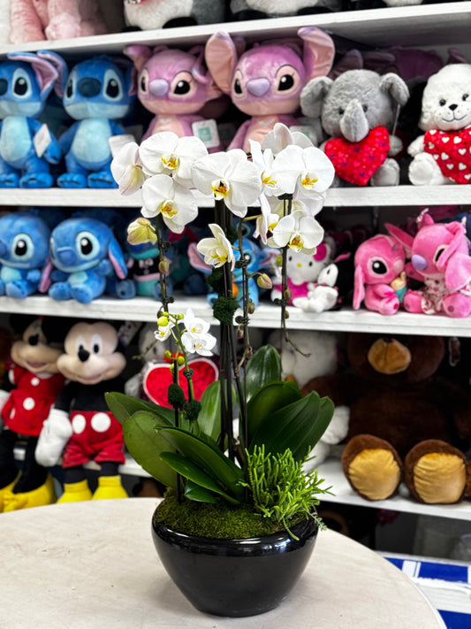 3 Beautiful premium Cascade Orchids in a cerámic vase  image 0