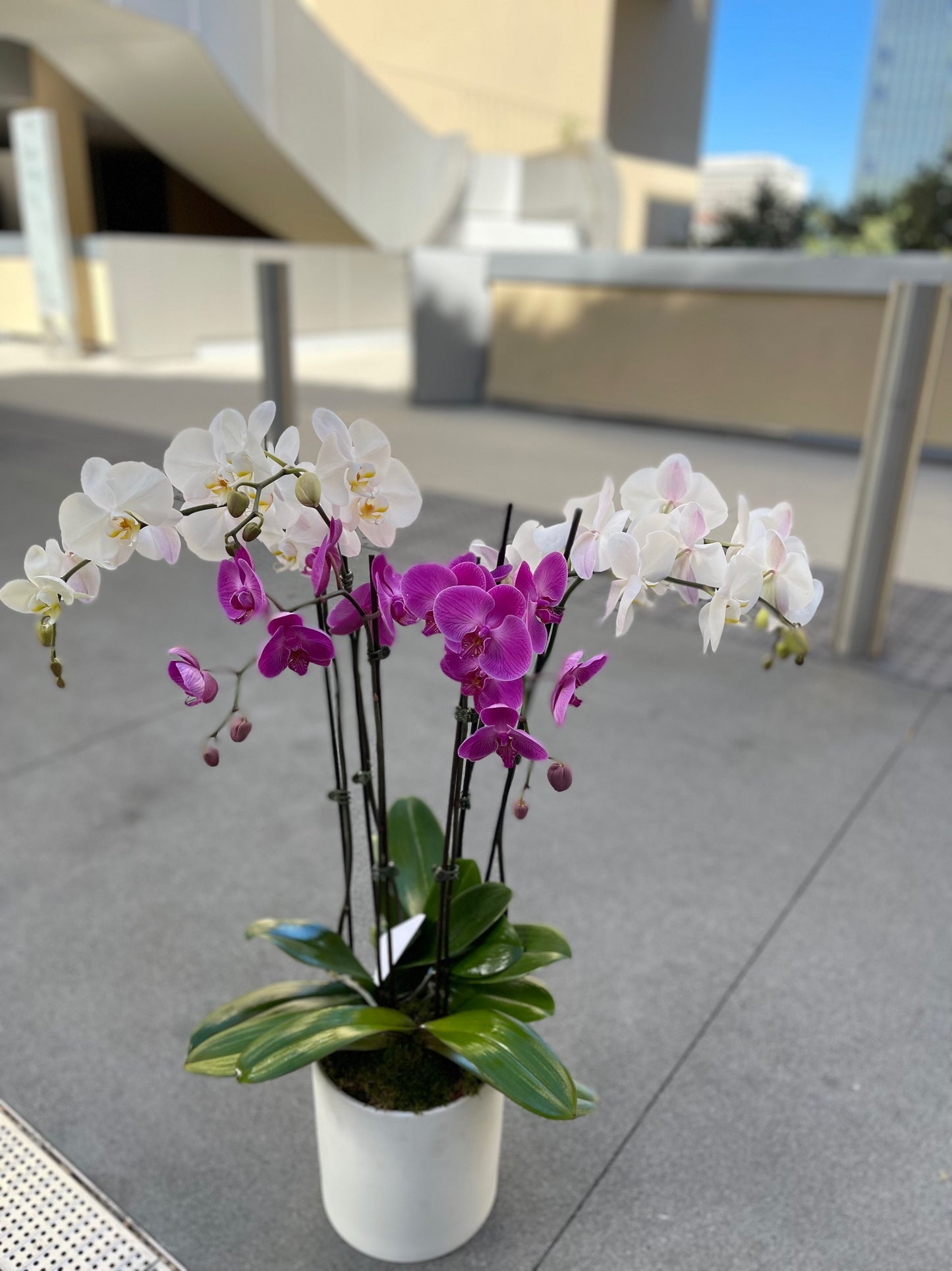 3 Large Orchids in a White Vase  image 0