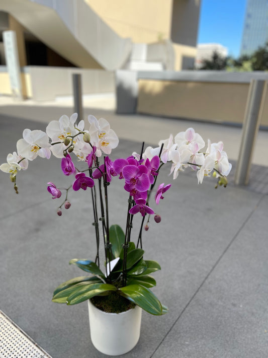 3 Large Orchids in a White Vase  image 0