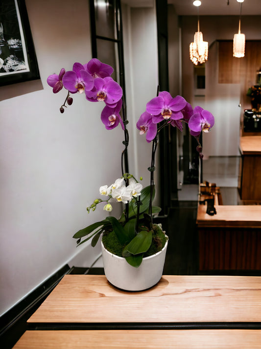 Combo of 3 orchids in Ceramic vase  image 1
