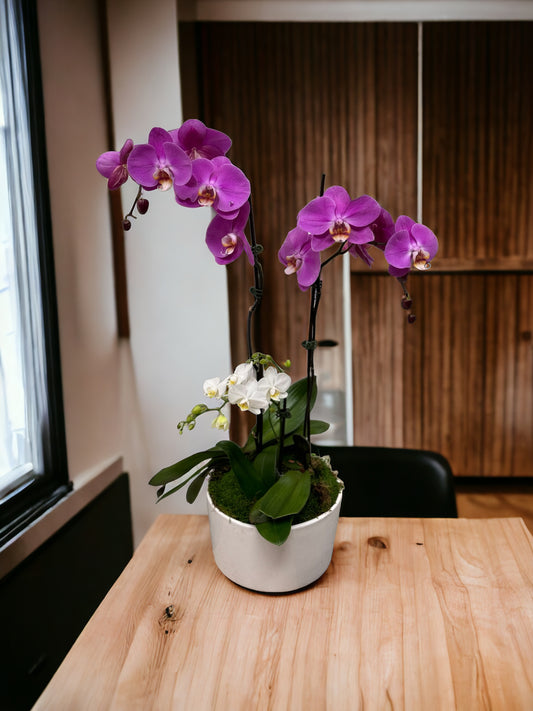 Combo of 3 orchids in Ceramic vase  image 0