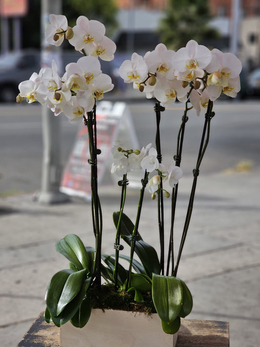 3 set Of White Orchid in a  Wood Vase  image 1
