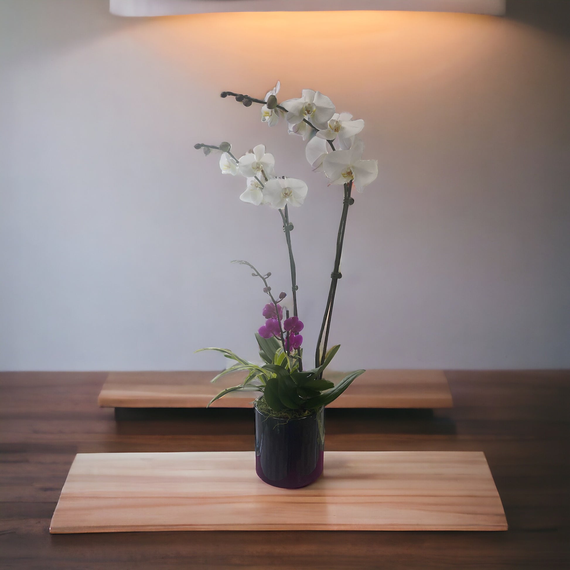 Beautiful Set of Orchids and a Small plant  image 3