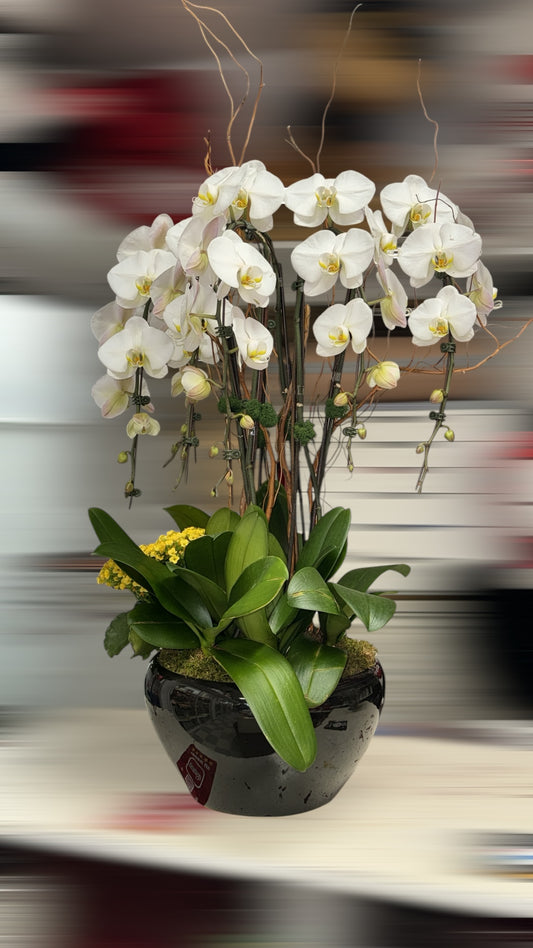 X-Large Arrangement of White Cascade Orchids  image 1