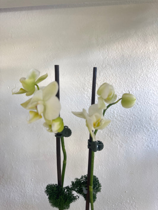 2 Stem Beautiful mini Orchids image 0