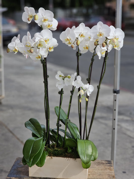 3 set Of White Orchid in a  Wood Vase  image 0