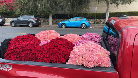 1000 Premium Roses in Vase    image 0