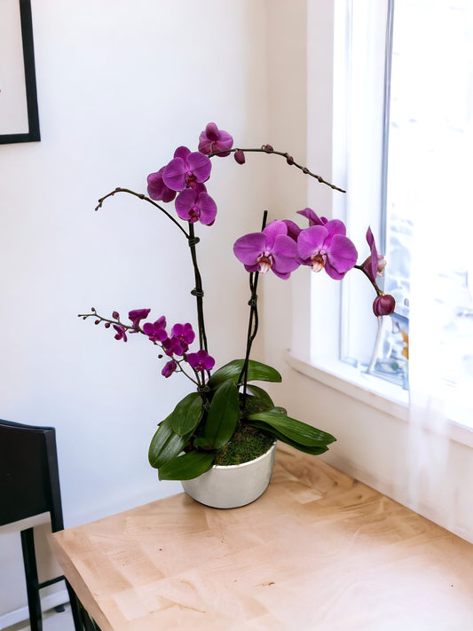 Exotic Purple Orchids in Ceramic vase SALE  image 0